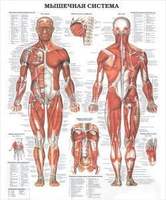 Плакат Строение мышечной системы человека, 70х100 см, А1+, двухстороннее ламинирование